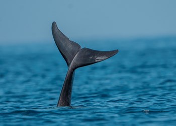 Timor Leste Whale Watching