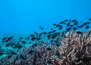 Timor Leste Snorkeling Underwater Creatures