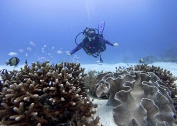 Timor Leste Atauro Island Coral Reefs Diving