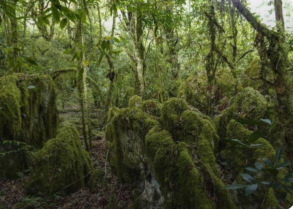 Timor Leste Atauro Island Lush Forest Day 5
