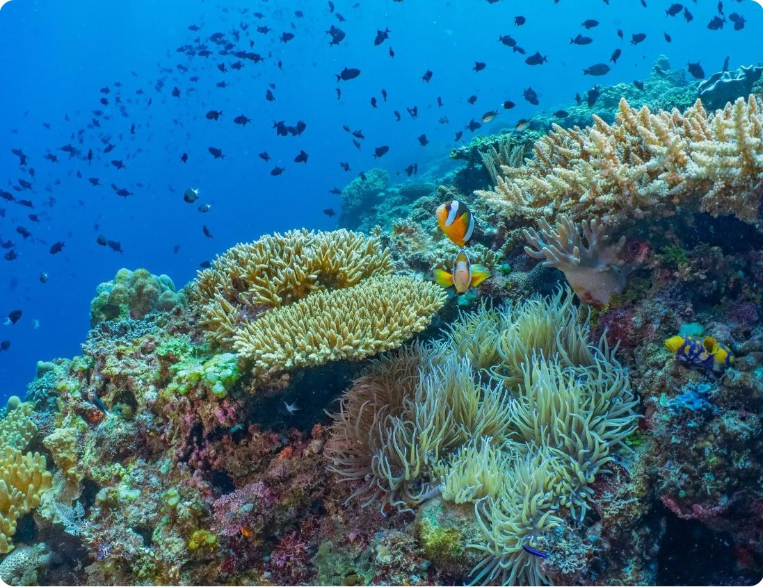 Timor Leste Atauro Island Coral Reefs Day 6