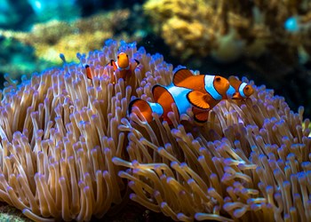 Fish And Corals