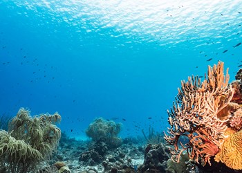 Pristine Coral Gardens Flourishing Beneath Atauro S Sparkling Blue Waters