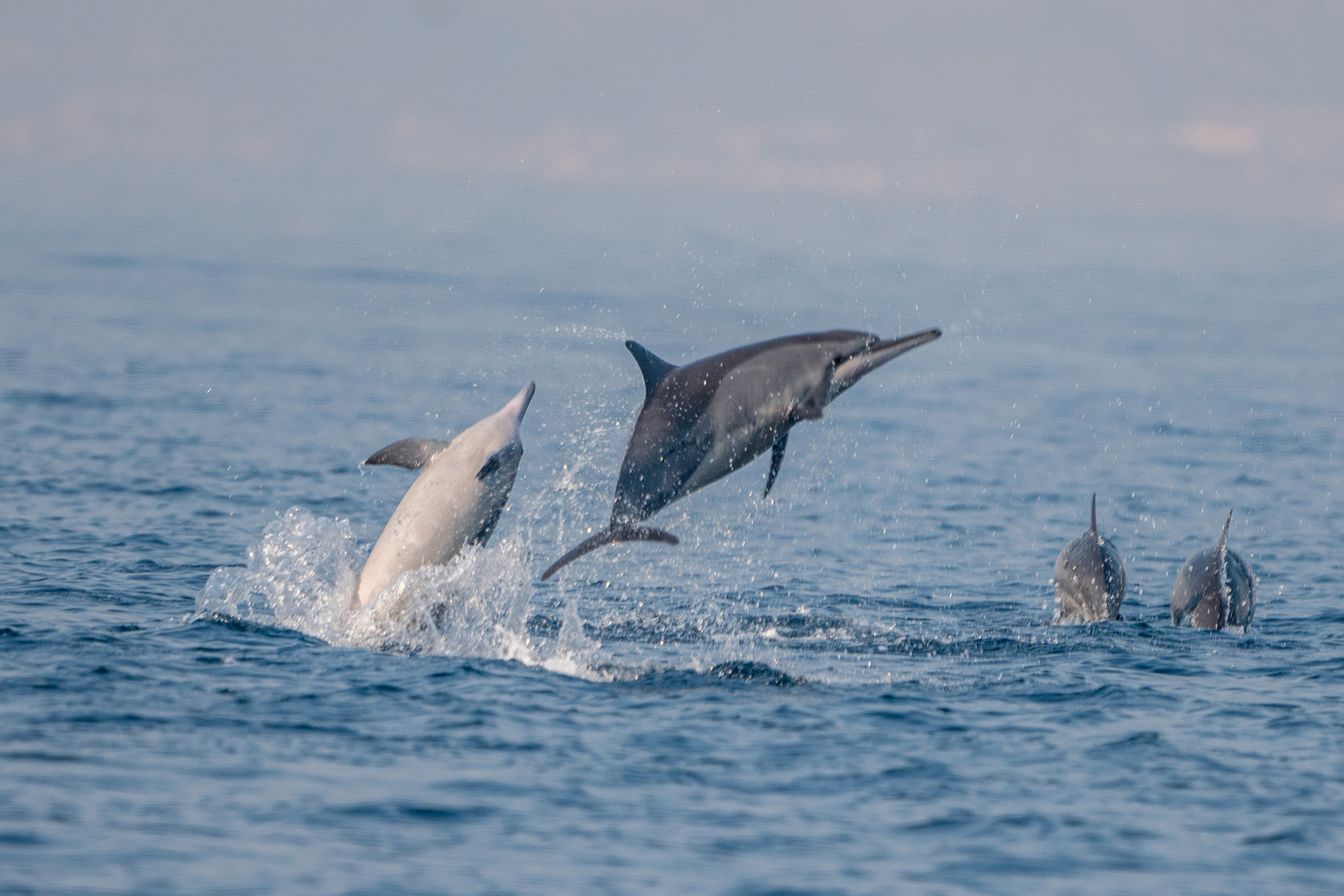 Look Out For Playful Dolphins Crossing To Atauro Island
